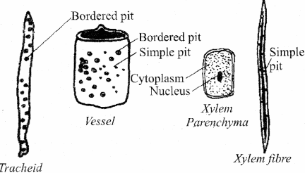 RBSE Solutions for Class 11 Biology Chapter 13 Plant Tissue: Internal Morphology and Anatomy img-22