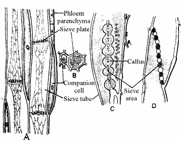RBSE Solutions for Class 11 Biology Chapter 13 Plant Tissue: Internal Morphology and Anatomy img-23