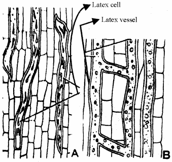 RBSE Solutions for Class 11 Biology Chapter 13 Plant Tissue: Internal Morphology and Anatomy img-28