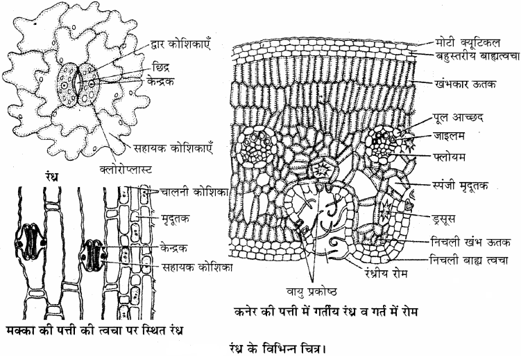 RBSE Solutions for Class 11 Biology Chapter 14 पादप ऊतक तंत्र img-2