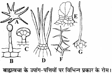 RBSE Solutions for Class 11 Biology Chapter 14 पादप ऊतक तंत्र img-3