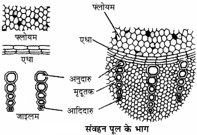 RBSE Solutions for Class 11 Biology Chapter 14 पादप ऊतक तंत्र img-5