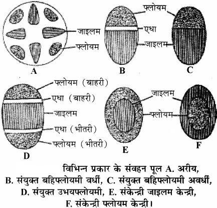 RBSE Solutions for Class 11 Biology Chapter 14 पादप ऊतक तंत्र img-6