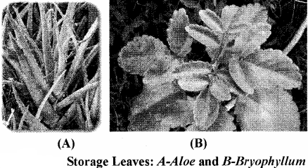 RBSE Solutions for Class 11 Biology Chapter 19 Leaf: External Morphology img-11