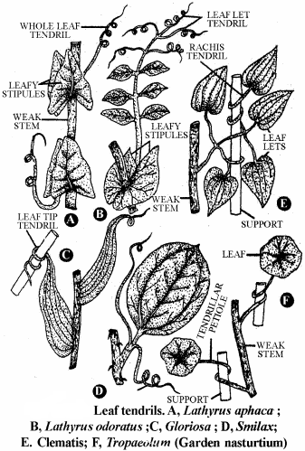 RBSE Solutions for Class 11 Biology Chapter 19 Leaf: External Morphology img-12