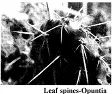 RBSE Solutions for Class 11 Biology Chapter 19 Leaf: External Morphology img-13
