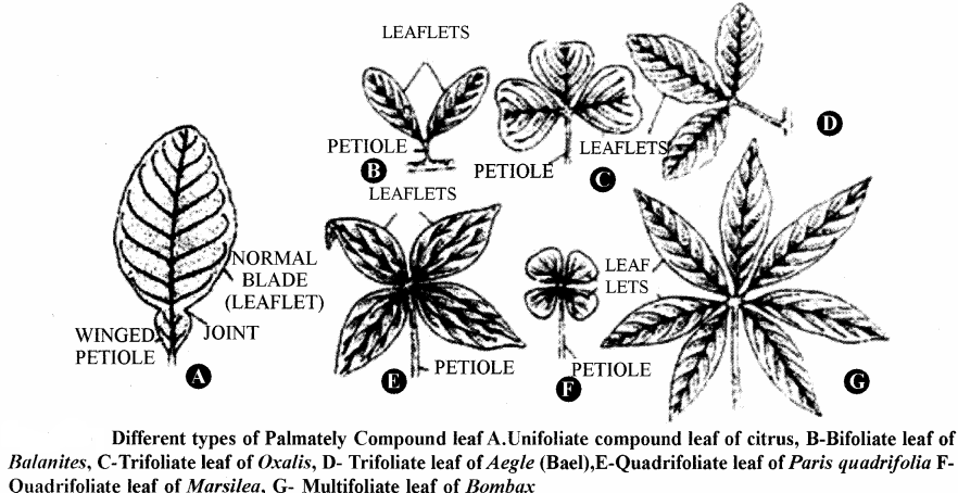 RBSE Solutions for Class 11 Biology Chapter 19 Leaf: External Morphology img-10