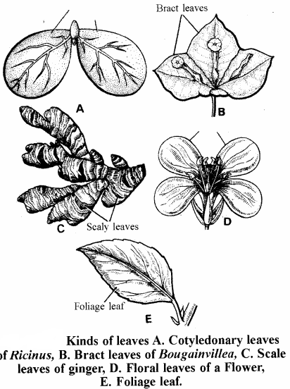 RBSE Solutions for Class 11 Biology Chapter 19 Leaf: External Morphology img-7