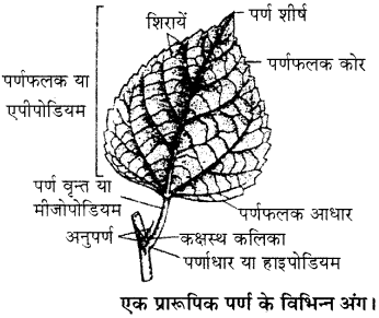 RBSE Solutions for Class 11 Biology Chapter 19 पर्ण-बाह्य आकारिकी img-1