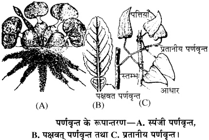 RBSE Solutions for Class 11 Biology Chapter 19 पर्ण-बाह्य आकारिकी img-2