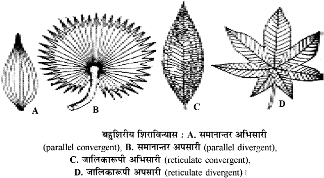 RBSE Solutions for Class 11 Biology Chapter 19 पर्ण-बाह्य आकारिकी img-4