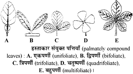 RBSE Solutions for Class 11 Biology Chapter 19 पर्ण-बाह्य आकारिकी img-5
