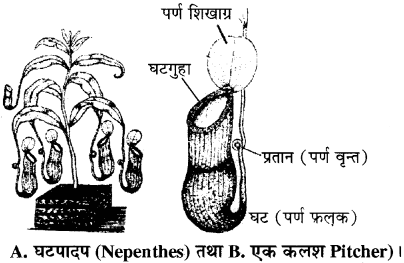 RBSE Solutions for Class 11 Biology Chapter 19 पर्ण-बाह्य आकारिकी img-7
