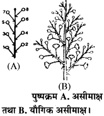 RBSE Solutions for Class 11 Biology Chapter 20 पुष्पक्रम img-1