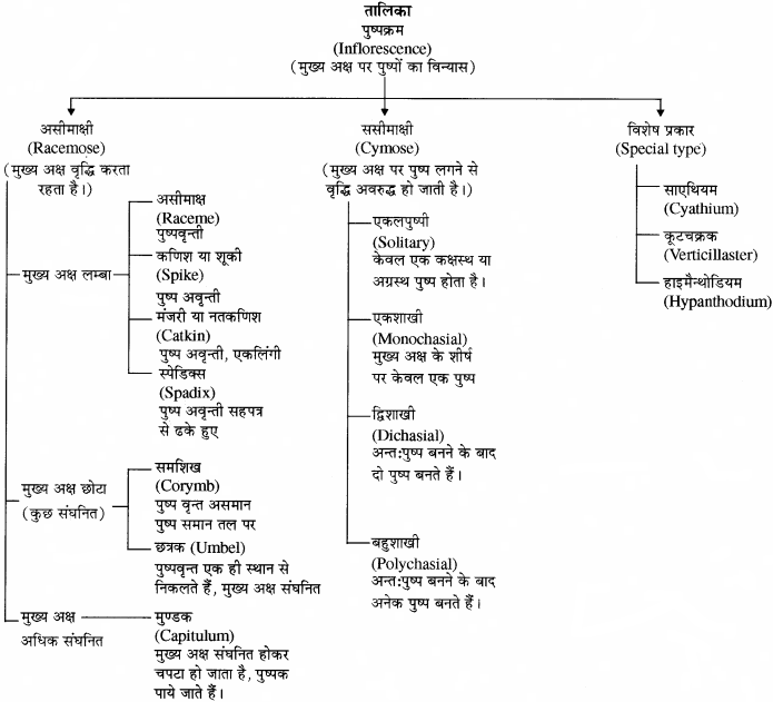 RBSE Solutions for Class 11 Biology Chapter 20 पुष्पक्रम img-10
