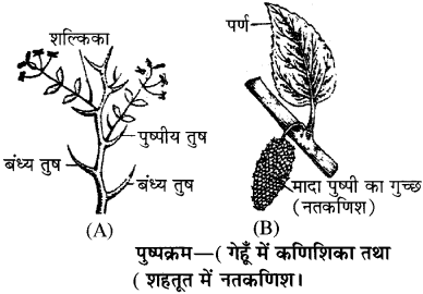 RBSE Solutions for Class 11 Biology Chapter 20 पुष्पक्रम img-2