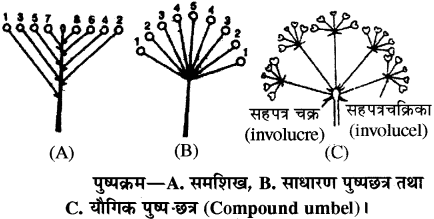 RBSE Solutions for Class 11 Biology Chapter 20 पुष्पक्रम img-4