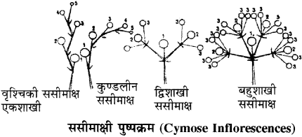 RBSE Solutions for Class 11 Biology Chapter 20 पुष्पक्रम img-6