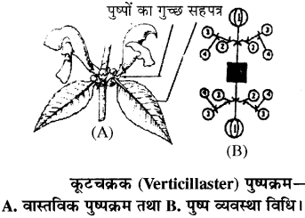RBSE Solutions for Class 11 Biology Chapter 20 पुष्पक्रम img-8