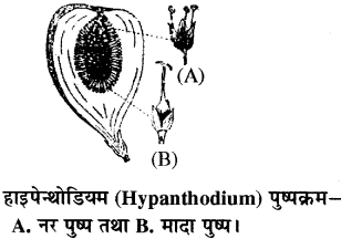 RBSE Solutions for Class 11 Biology Chapter 20 पुष्पक्रम img-9