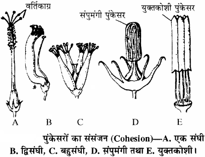 RBSE Solutions for Class 11 Biology Chapter 21 पुष्प img-5