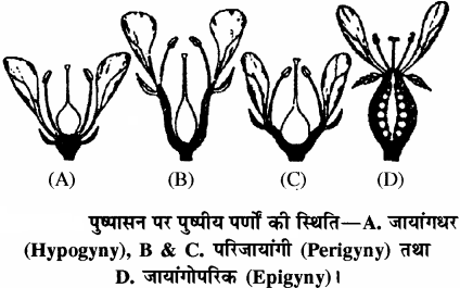 RBSE Solutions for Class 11 Biology Chapter 21 पुष्प img-9