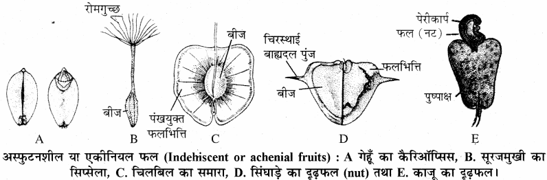 RBSE Solutions for Class 11 Biology Chapter 22 फल तथा बीज img-22