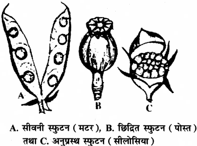 RBSE Solutions for Class 11 Biology Chapter 22 फल तथा बीज img-12