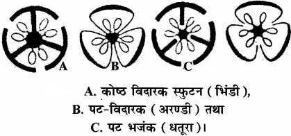 RBSE Solutions for Class 11 Biology Chapter 22 फल तथा बीज img-13