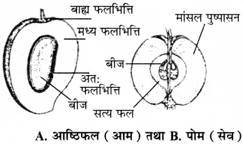 RBSE Solutions for Class 11 Biology Chapter 22 फल तथा बीज img-14