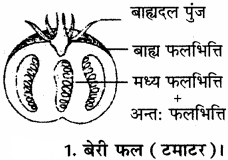 RBSE Solutions for Class 11 Biology Chapter 22 फल तथा बीज img-15