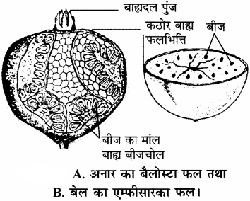 RBSE Solutions for Class 11 Biology Chapter 22 फल तथा बीज img-17