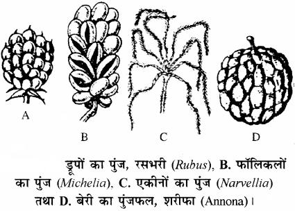 RBSE Solutions for Class 11 Biology Chapter 22 फल तथा बीज img-18