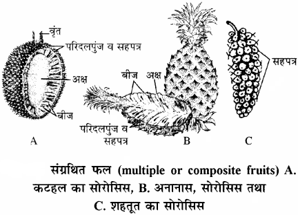 RBSE Solutions for Class 11 Biology Chapter 22 फल तथा बीज img-19