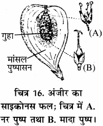 RBSE Solutions for Class 11 Biology Chapter 22 फल तथा बीज img-20