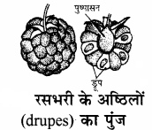 RBSE Solutions for Class 11 Biology Chapter 22 फल तथा बीज img-2