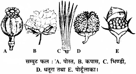 RBSE Solutions for Class 11 Biology Chapter 22 फल तथा बीज img-6