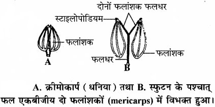 RBSE Solutions for Class 11 Biology Chapter 22 फल तथा बीज img-8