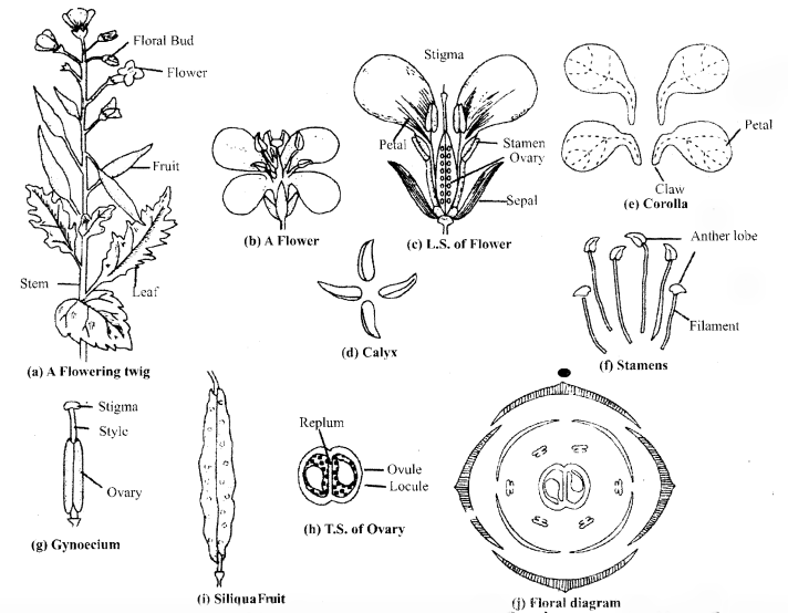 RBSE Solutions for Class 11 Biology Chapter 25 Families of Angiosperms img-5
