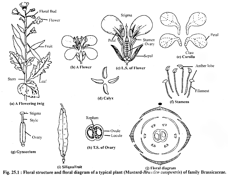 RBSE Solutions for Class 11 Biology Chapter 25 Families of Angiosperms img-1