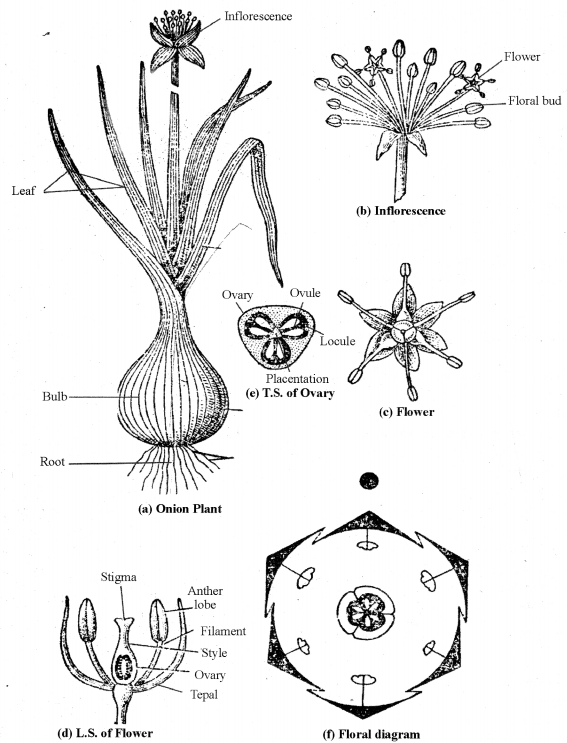 RBSE Solutions for Class 11 Biology Chapter 25 Families of Angiosperms