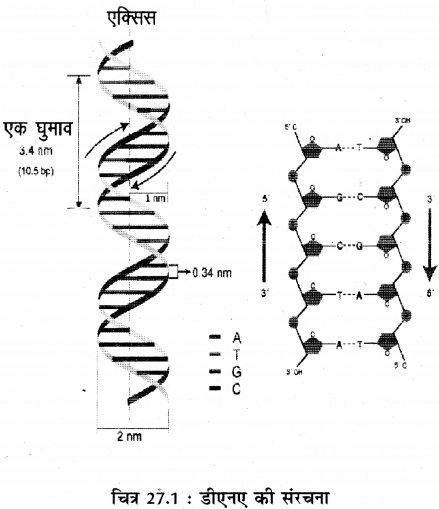 RBSE Solutions for Class 11 Biology Chapter 27 जीवन का अभिप्राय img-2