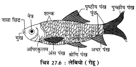 RBSE Solutions for Class 11 Biology Chapter 27 जीवन का अभिप्राय img-6