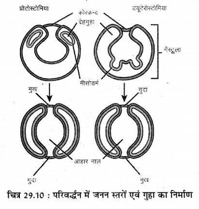 RBSE Solutions for Class 11 Biology Chapter 29 जन्तुओं का वर्गीकरण img-2