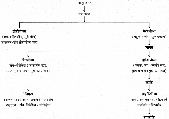RBSE Solutions for Class 11 Biology Chapter 29 जन्तुओं का वर्गीकरण img-4