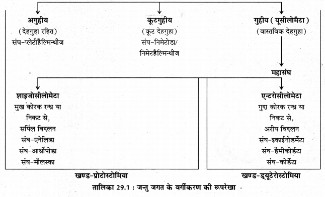 RBSE Solutions for Class 11 Biology Chapter 29 जन्तुओं का वर्गीकरण img-5
