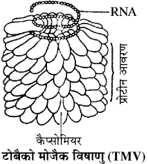 RBSE Solutions for Class 11 Biology Chapter 3 विषाणु या वाइरस img-1