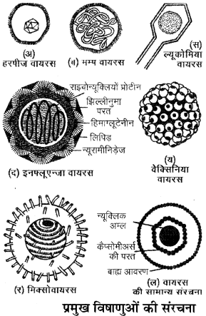 RBSE Solutions for Class 11 Biology Chapter 3 विषाणु या वाइरस img-2