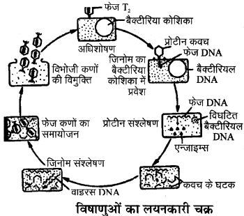 RBSE Solutions for Class 11 Biology Chapter 3 विषाणु या वाइरस img-3