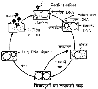 RBSE Solutions for Class 11 Biology Chapter 3 विषाणु या वाइरस img-4